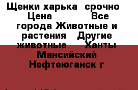 Щенки харька! срочно. › Цена ­ 5 000 - Все города Животные и растения » Другие животные   . Ханты-Мансийский,Нефтеюганск г.